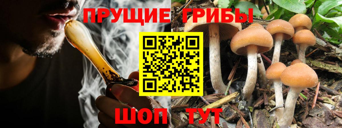 Галлюциногенные грибы Cubensis Карачаевск